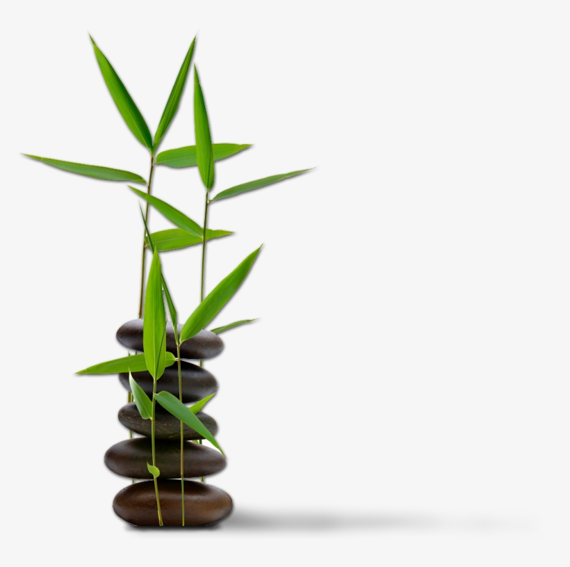 Bamboo Accent - Feng Shui For Dummies, transparent png