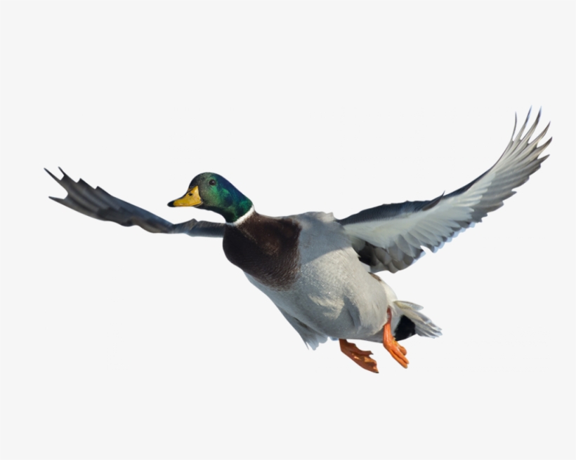 Pato Real, transparent png