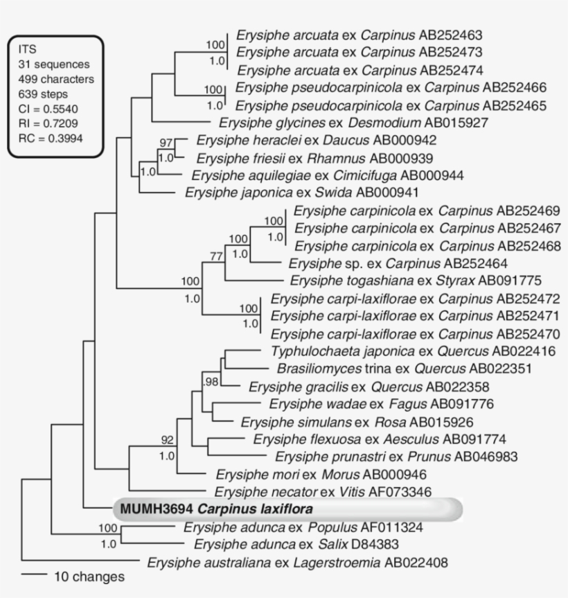 Phylogenetic Analysis Of The Nucleotide Sequences Of, transparent png