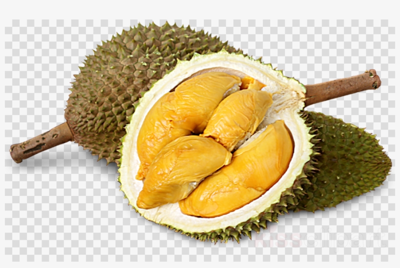 Fruit Flavored Chocolate Clipart Durio Zibethinus Kit, transparent png