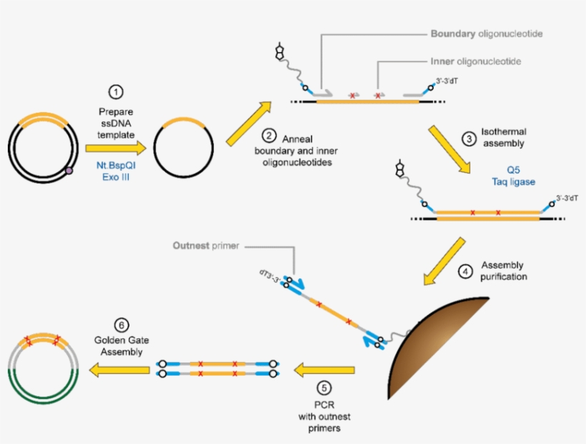 Principles Of Darwin Assembly, transparent png