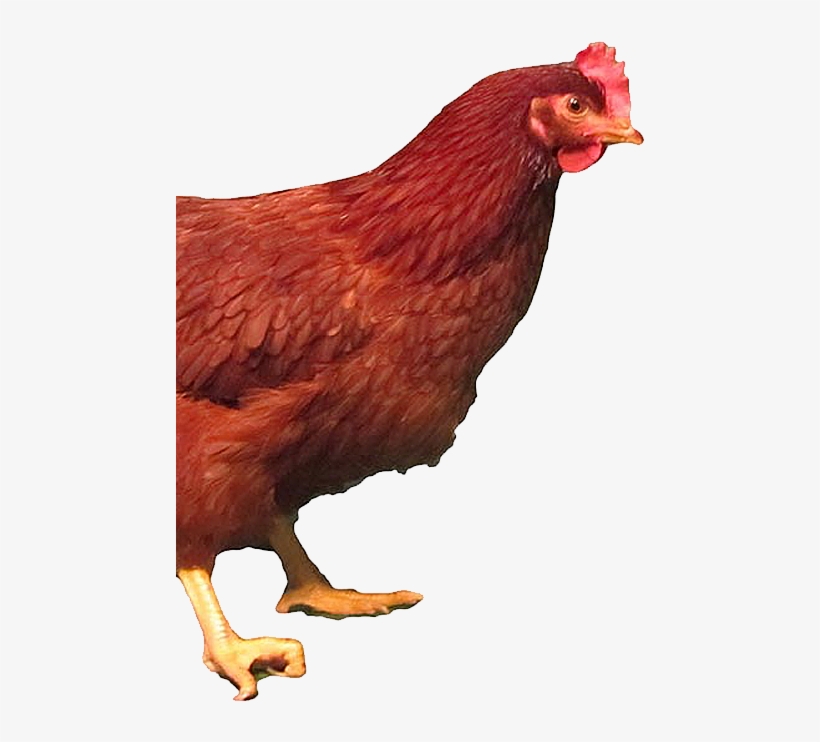 Rhode Island, transparent png