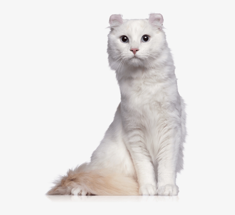 American Curl Transparent, transparent png