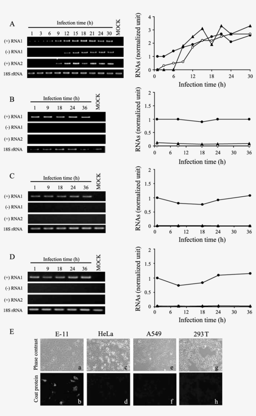 Rgnnv Replication Is Restricted In Human Cells, transparent png