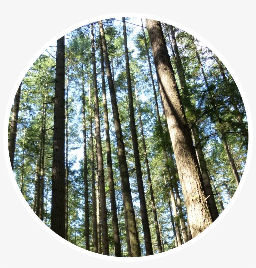 Forest Tree Png, transparent png