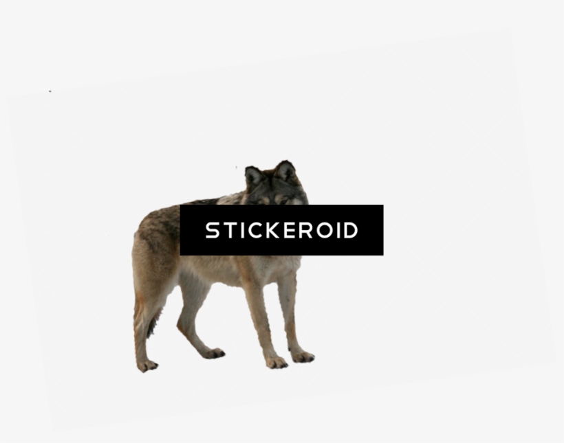 Wolf, transparent png