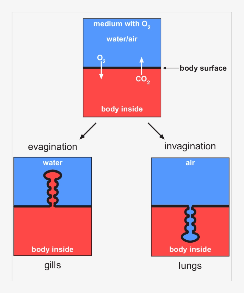 Gas Exchange Can Occur Across The Body Surface Simply, transparent png