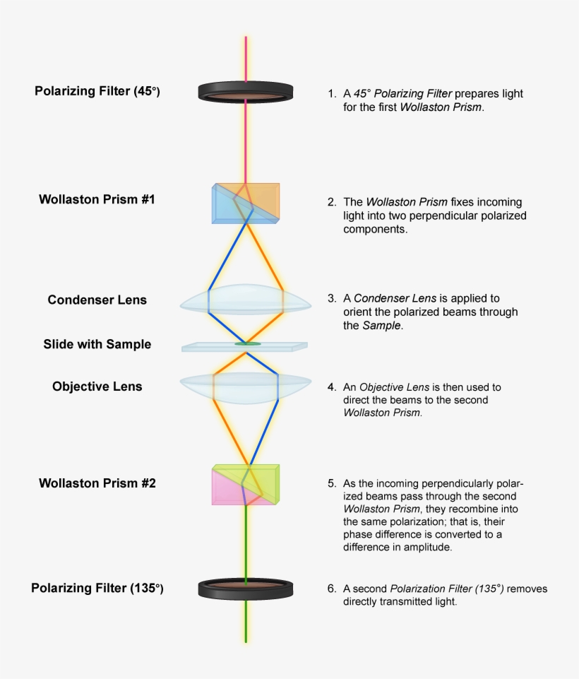 Microscopes - Microbiology, transparent png