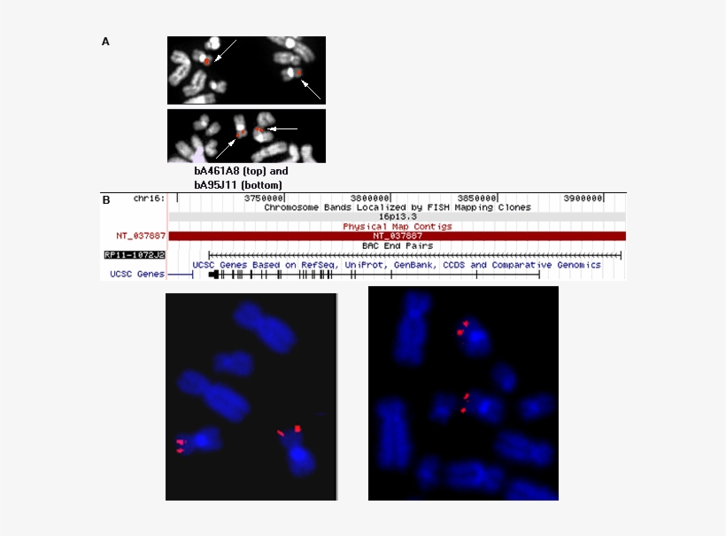 Map Showing The Position Of Bac Clone Rp11-1072j2 ,, transparent png