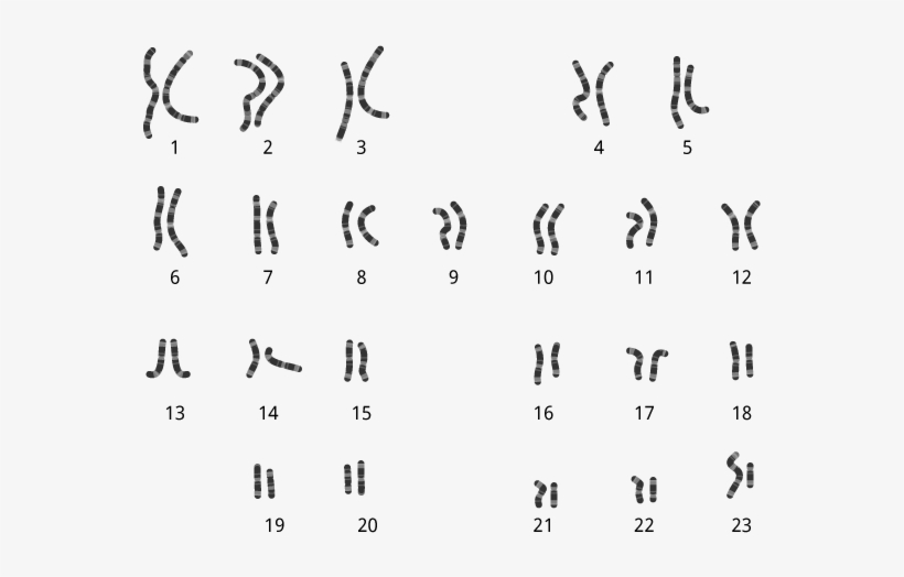 Within Each Cell Are Chromosomes, Which Are Tiny Packages, transparent png