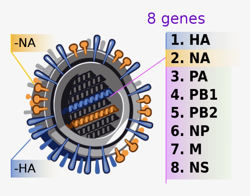 2009 H1n1 Influenza Virus Genetic-num, transparent png