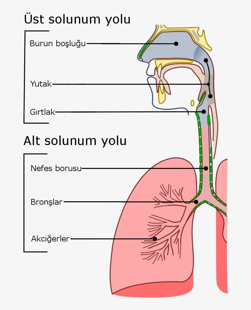 Illu Conducting Passages Tr, transparent png