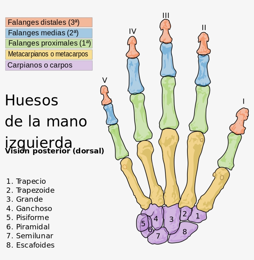 Scheme Human Hand Bones Es Com, transparent png