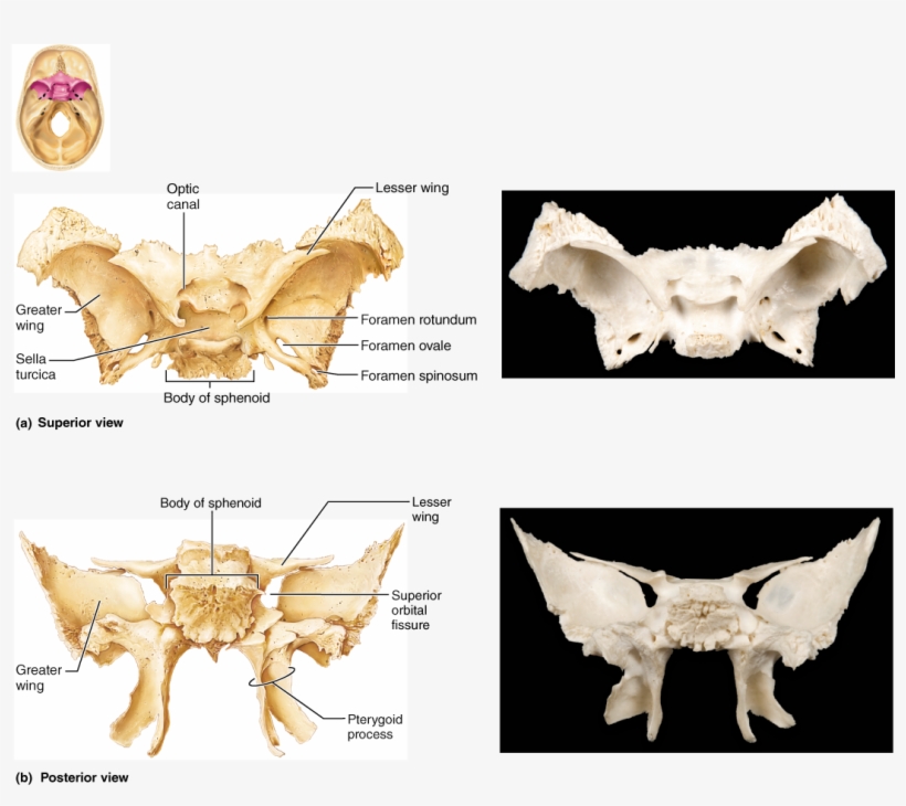 The Skull, transparent png
