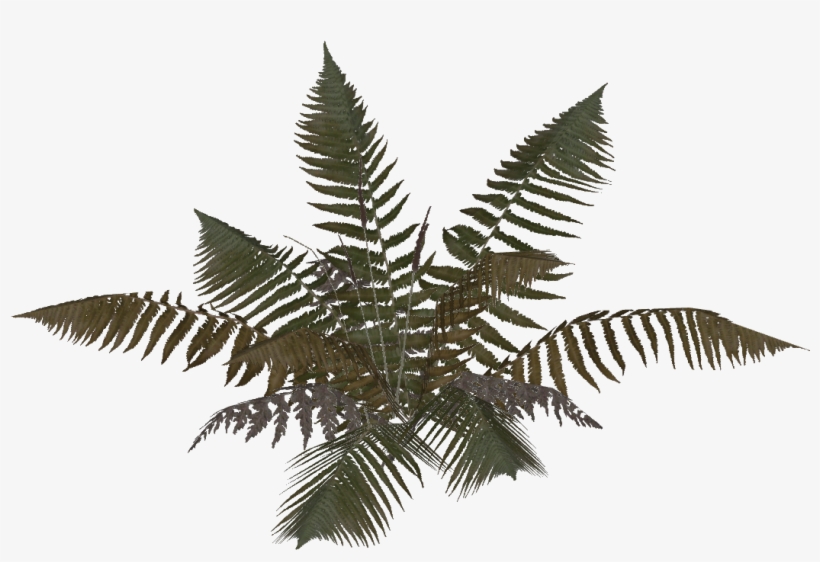 Bfplay4free Plant 5, transparent png