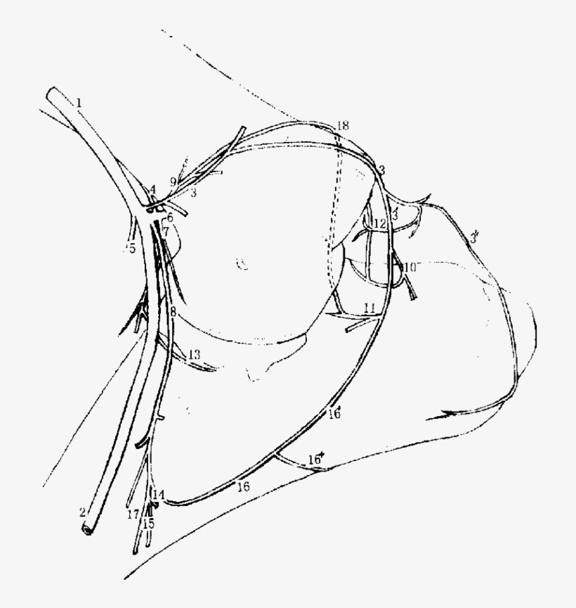 Arterial Blood Supply To The Right Cubital Joint Of, transparent png