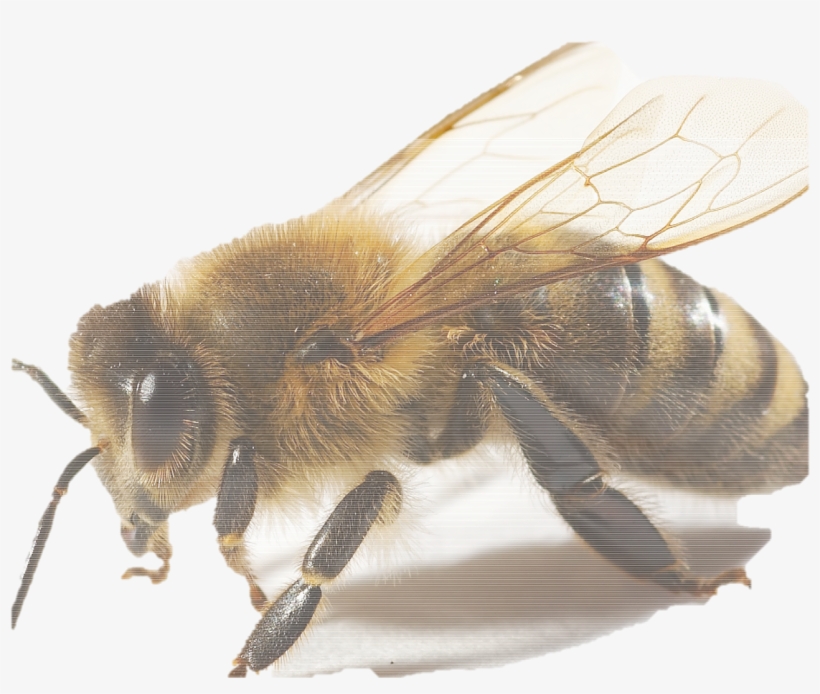 Según El Texto, ¿cuáles Serían Las Razones Que Podrían, transparent png