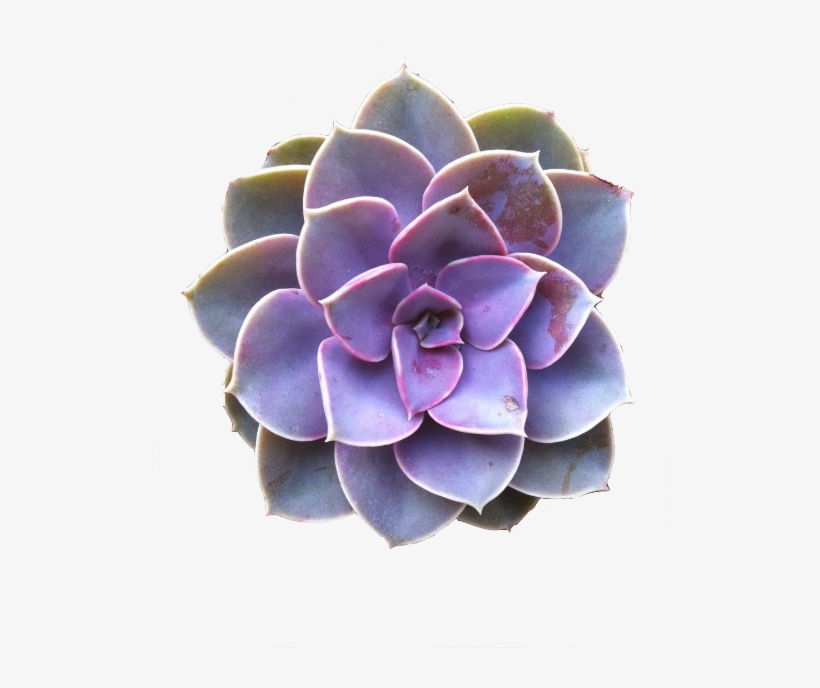 Succulents Free Download On Kathleenhalme Plant Echeveria, transparent png