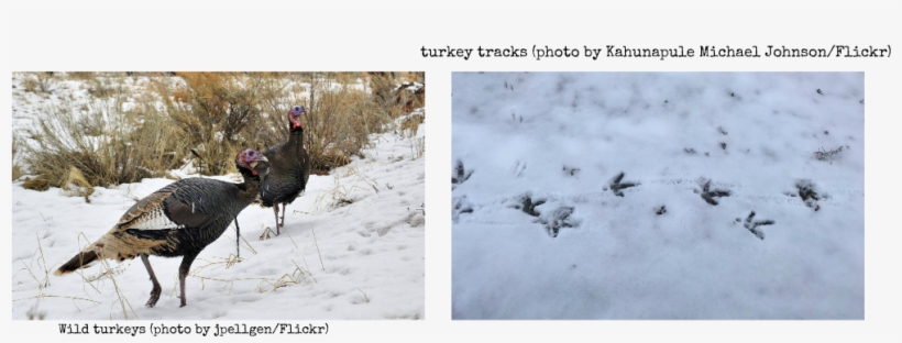 Larry Weber Is Just Chock-ful Of Good Advice This Week, - Wild Turkey, transparent png
