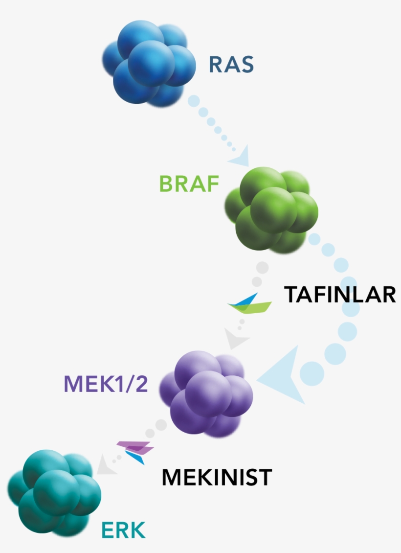 Mechanism Of Action - Mechanism Dabrafenib And Trametinib, transparent png
