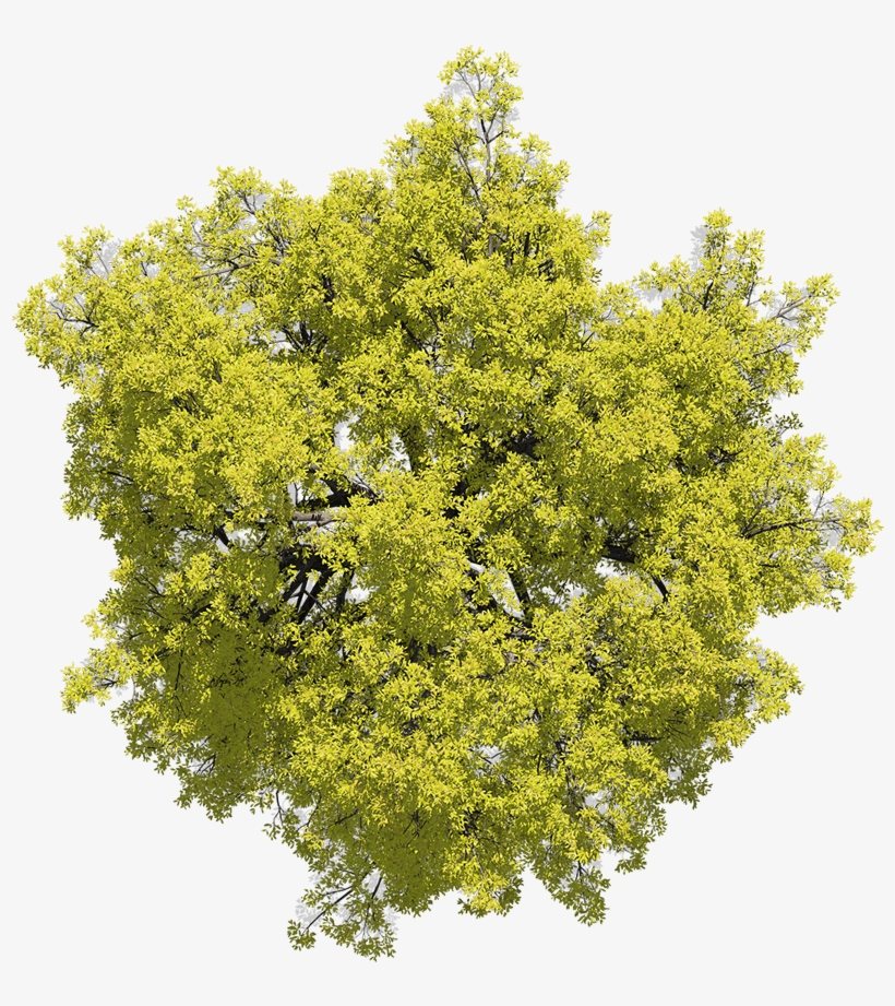 242998-nicolassanmartin Yellow Day Broadleaf 02 - River Birch, transparent png