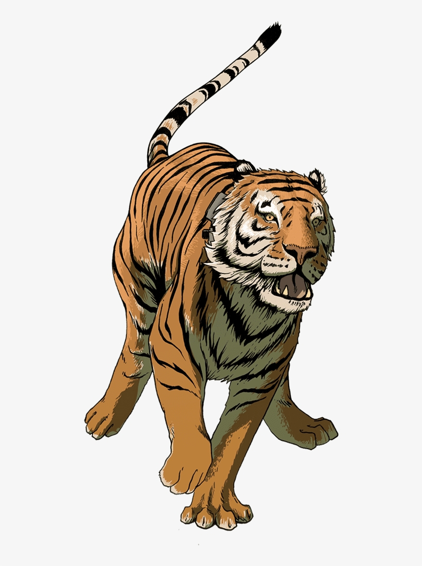 Uporny Dashing From The Truck - Siberian Tiger, transparent png