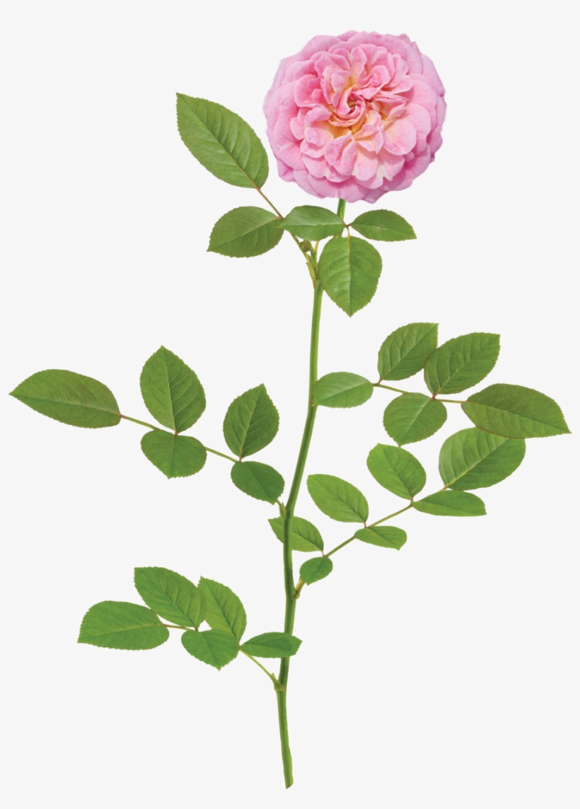 Sweet Drift Branch - Rose, transparent png