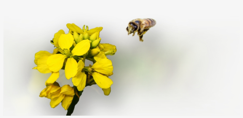 Honeybee, transparent png