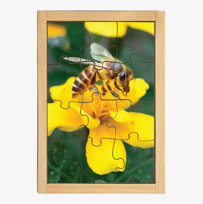Honeybee, transparent png