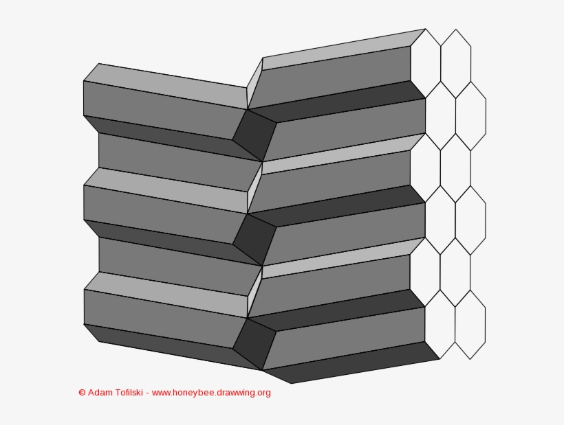 Honey Bee Comb - Book, transparent png