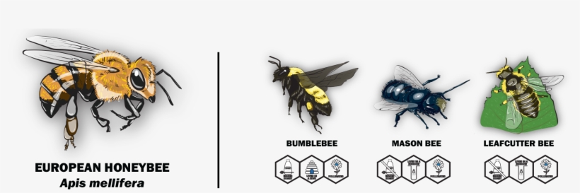 Our Exhibit Features European Honeybees, Which Are - Hornet, transparent png