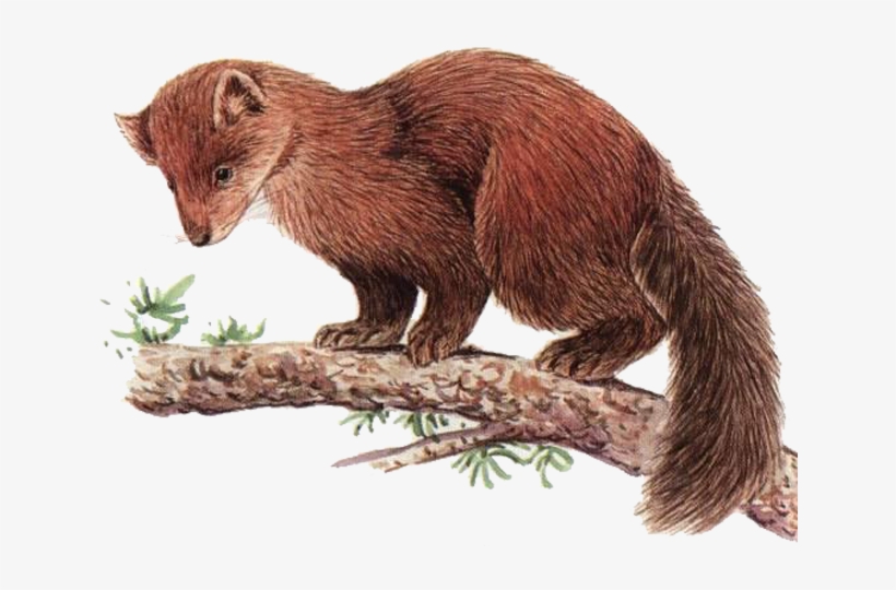 644 X 500 4 - 美洲 貂, transparent png