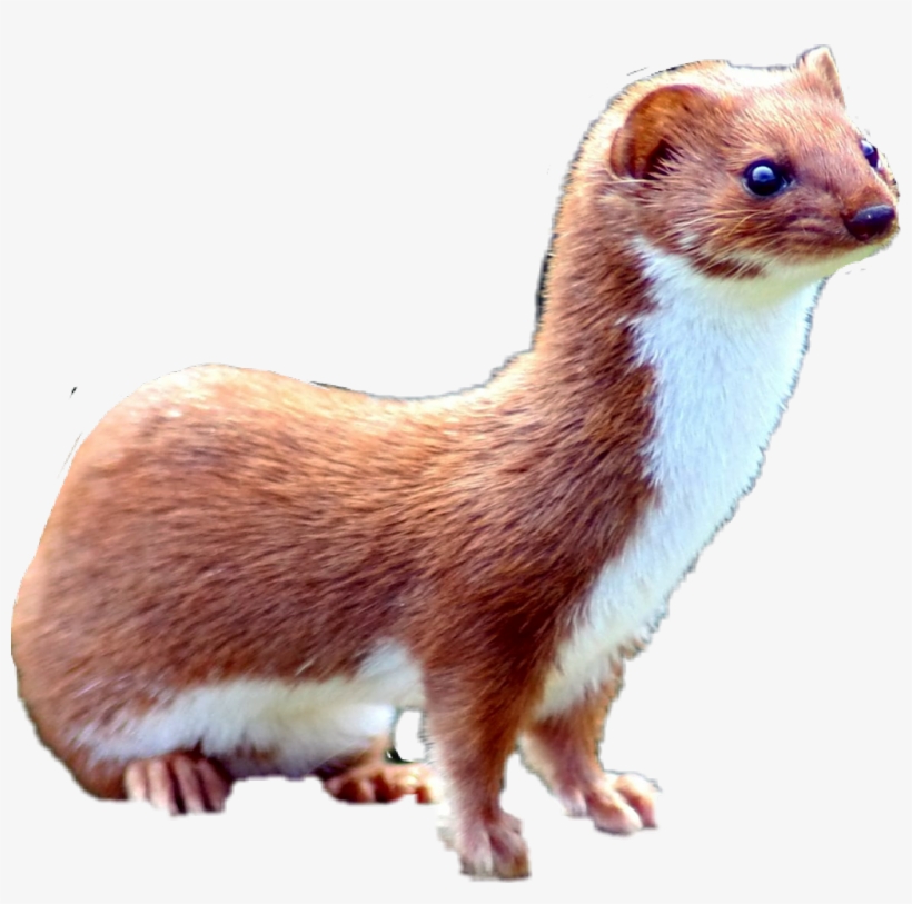 Mustela Nivalis, transparent png
