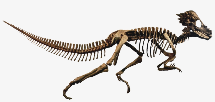 Pachycephalosaurus Clean Restauration Erron - Pachycephalosaurus Skeleton, transparent png