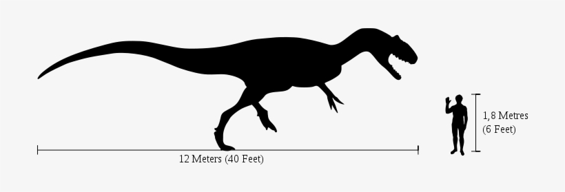 New Data For Old Bones - Allosaurus Size Comparison To Human, transparent png