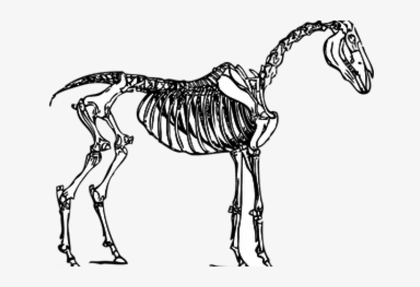 Horse Skeleton Transparent, transparent png