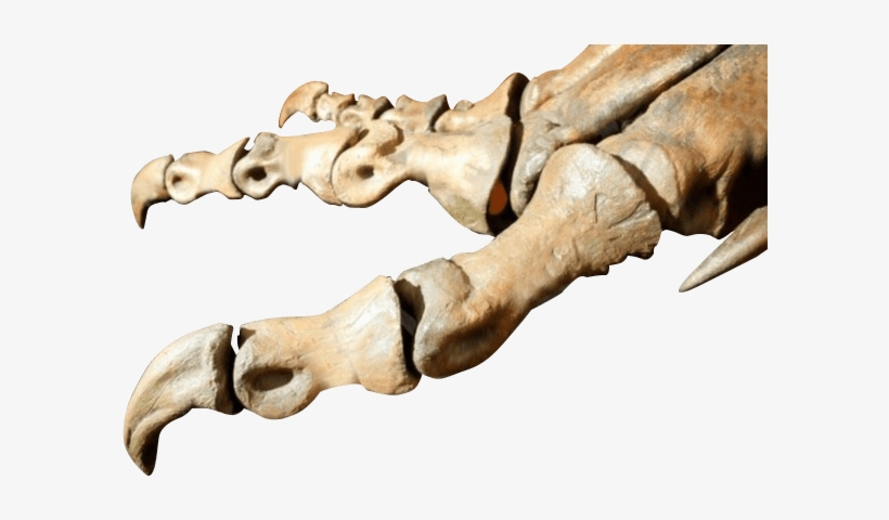 Bones Of Dinosaurs Foot - Statue, transparent png
