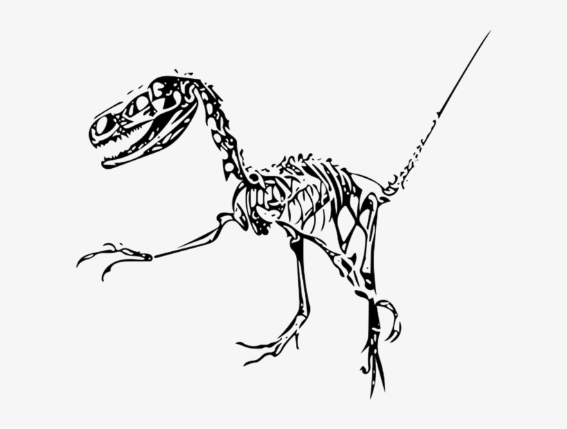 Fossilized Bones And Teeth Are Not Unique Traces Left - Fukui, transparent png