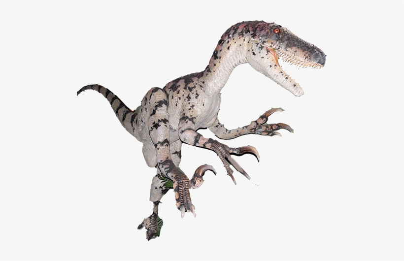 Branson Dinosaur Museum - Velociraptor, transparent png