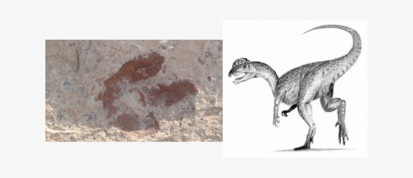 Left National Park Service - Eubrontes Dinosaur, transparent png