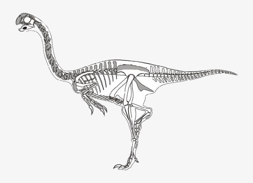 Velociraptor Dinosaur Skeleton - Velociraptor Esqueleto, transparent png