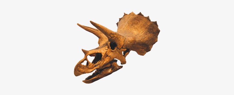 Dinosaur Skull, transparent png