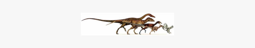 How Do You Get From Dinosaur Arms To Bird Wings It's - Dinosaur Bird Transformation, transparent png