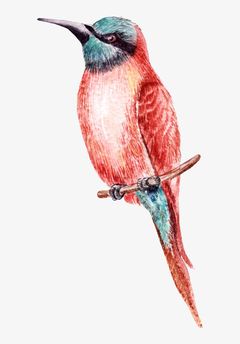 A Transparent Material Png Looking For A Distant Bird - Bird, transparent png