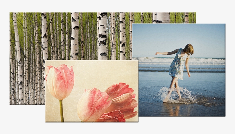 Fujifilm Photo Canvases Are Manufactured With The Utmost - Poster: Badger's Birch Trees, 61x41in., transparent png