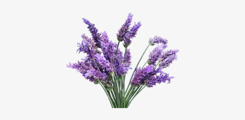 Freetoedit With A Transparent - Lavender Plant, transparent png