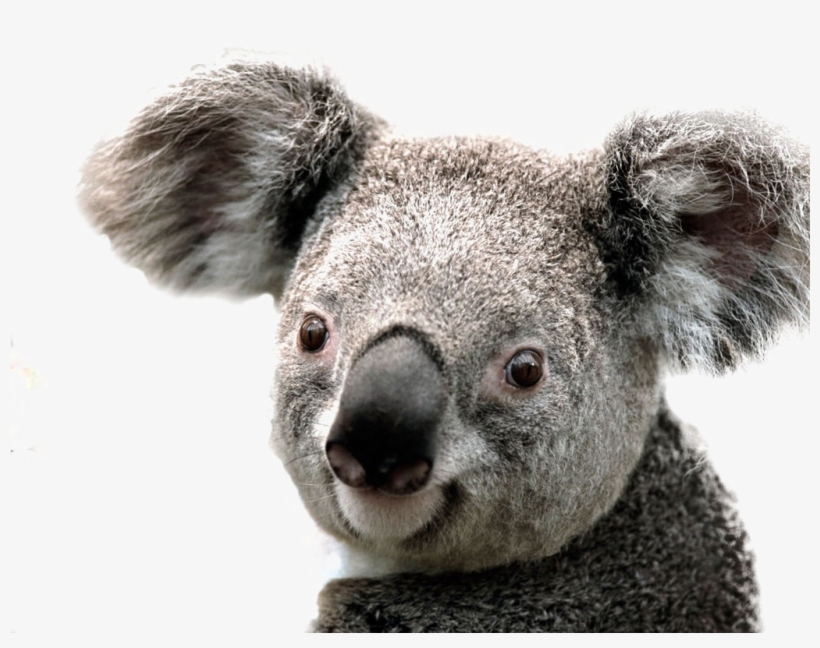 Koala Png Image Background - Koala Png, transparent png