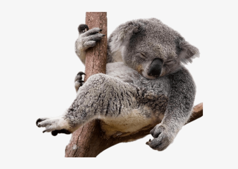 Download - Koala Png, transparent png