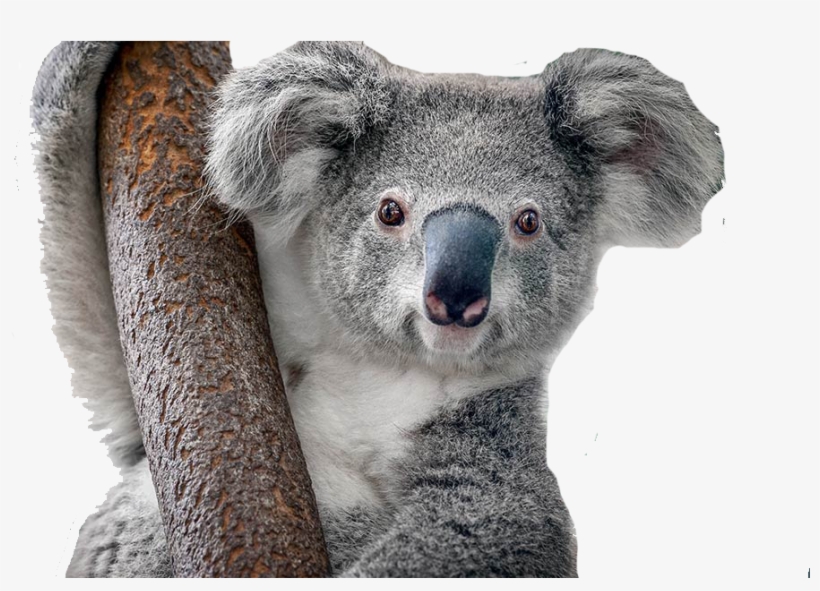 Koala Chlamydia, transparent png