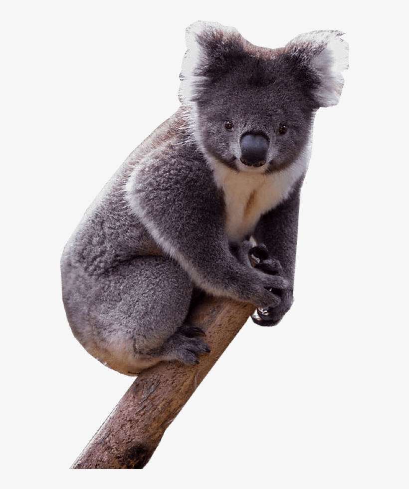 Koala - Koala With Transparent Background, transparent png